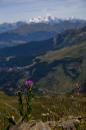 nature alpine 036 * 2912 x 4368 * (4.28MB)